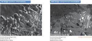 UVD Detector SE vs BSE