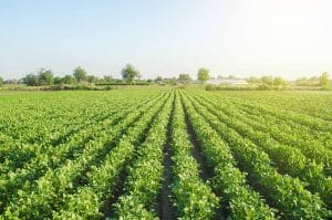 análise de solos e fertilizantes