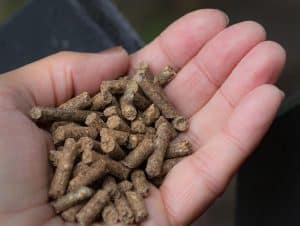 gordura na alimentação animal