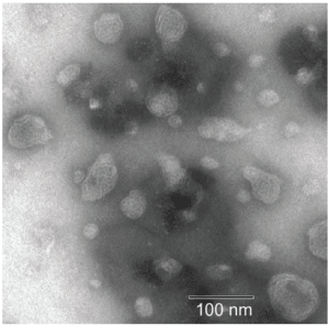 DLS e SEM. Resultados. Resultado de nanopartículas cristalinas líquidas.
